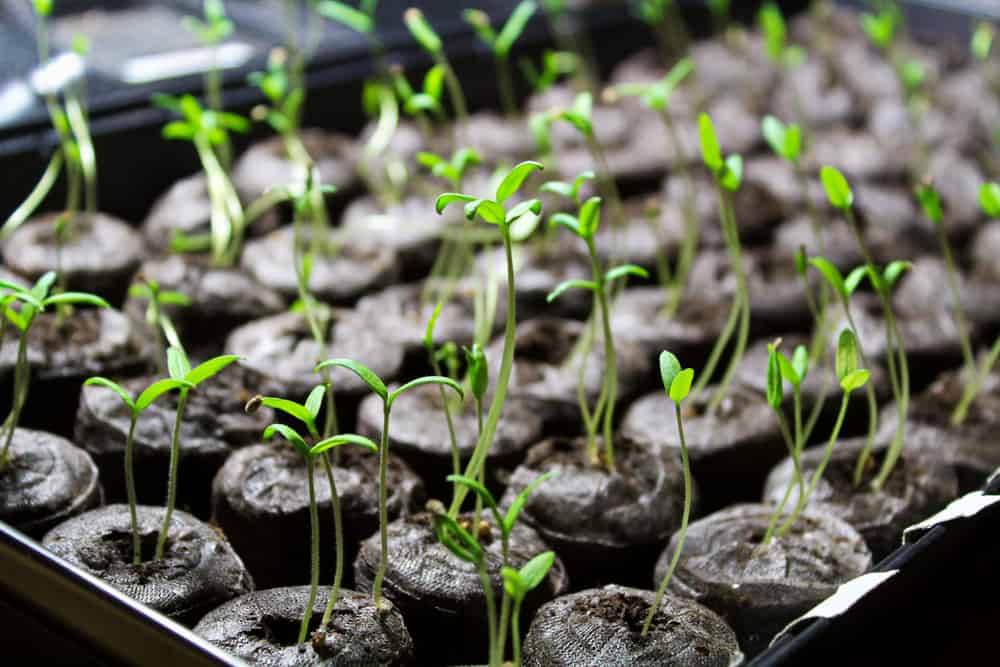 Growing Native Plants From Seed